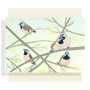 Black Throated Finches