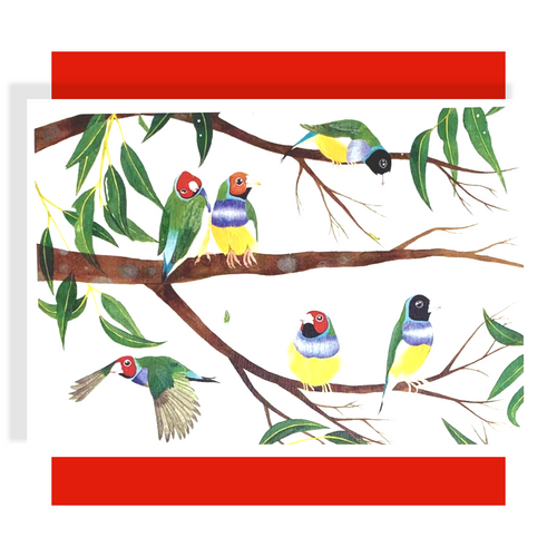 An array of Gouldian Finches