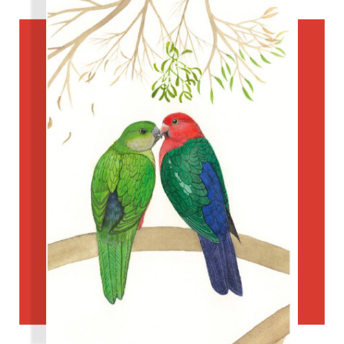King Parrots under the mistletoe