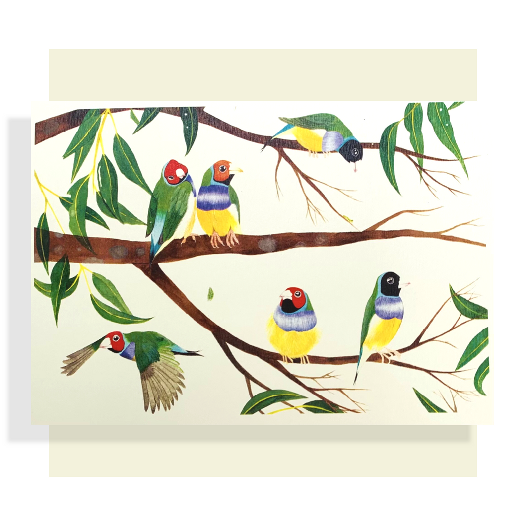 An array of Gouldian Finches