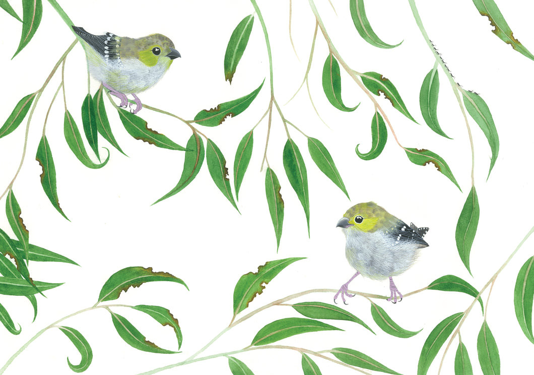 40 spotted pardalotes